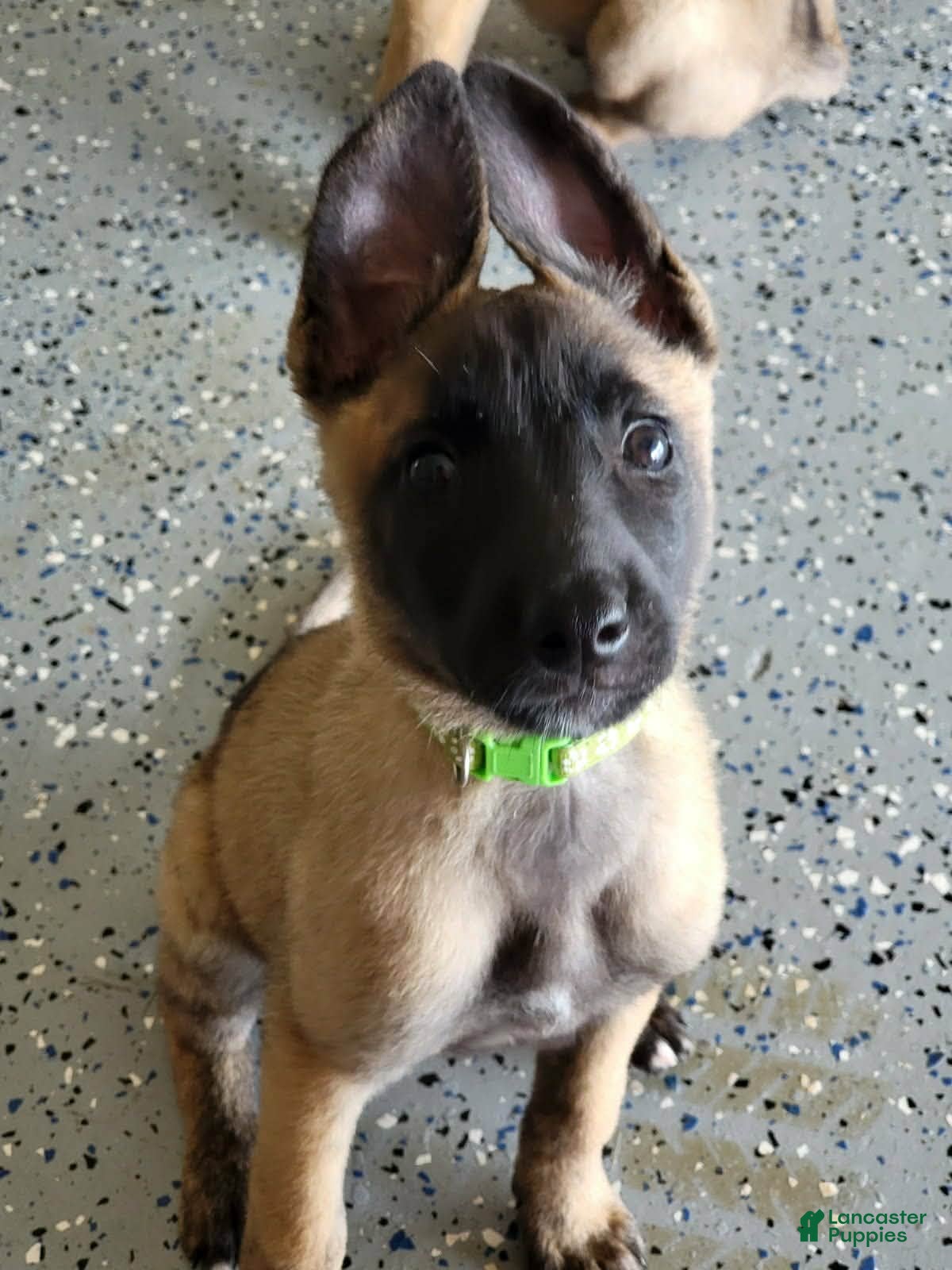 Belgian Malinois dogs Belgian Malinois Puppy 3 - Ad 6