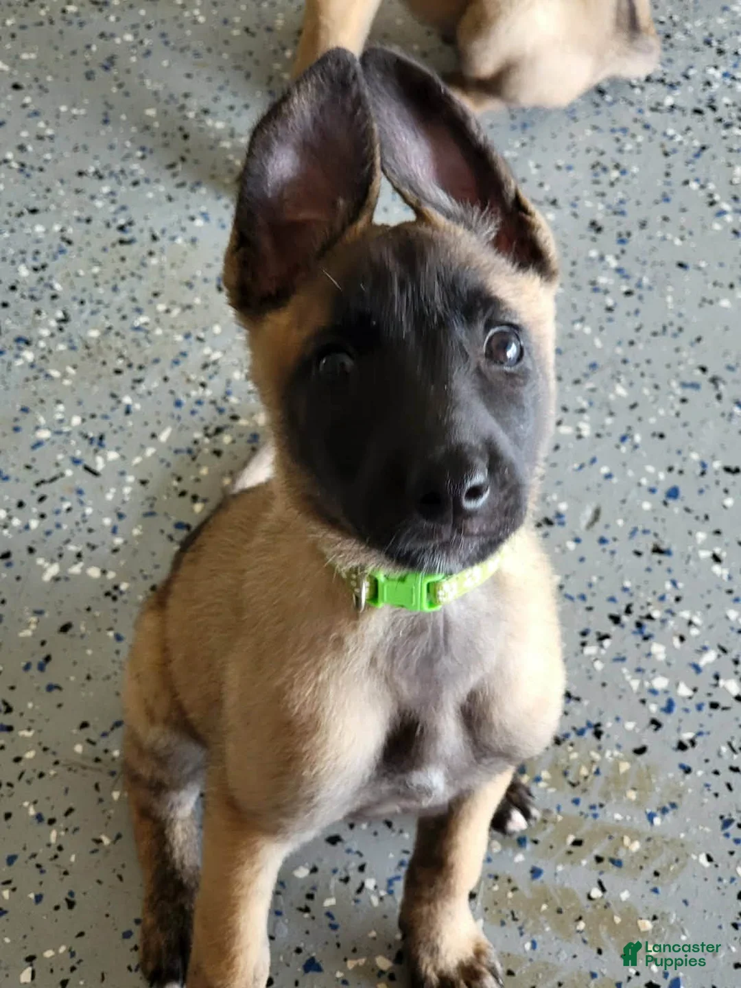 Belgian Malinois dogs for sale: Belgian Malinois Puppy 3 - Ad 1