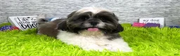 Shih Tzu dogs for sale: Shih Tzu 1 - Ad 3