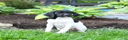 German Shorthaired Pointer dogs for sale: Petunia - Ad 4