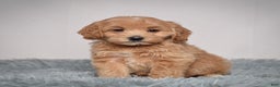 Mini Goldendoodle dogs for sale: Ms. Robinne  - Ad 1