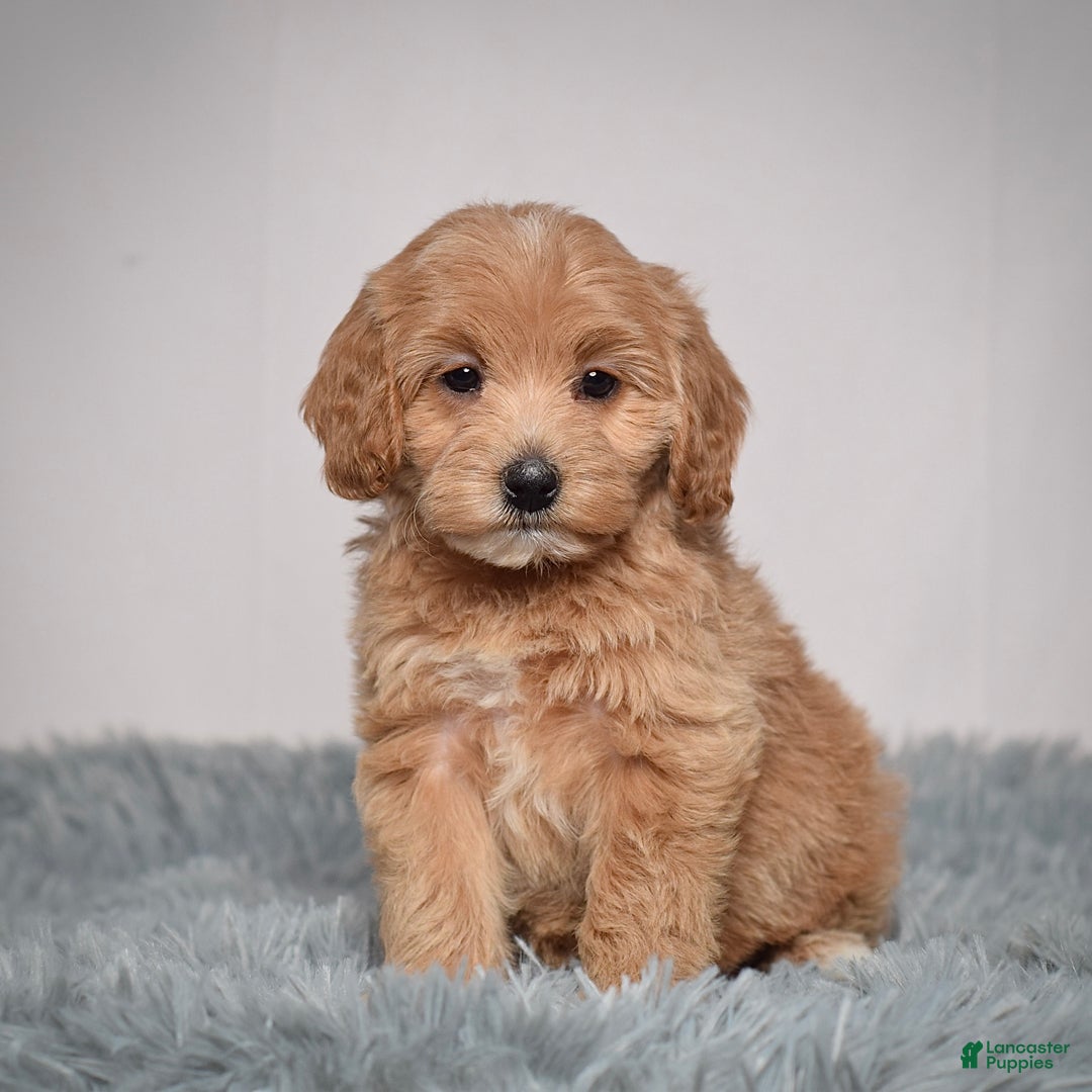 Mini Goldendoodle dogs for sale: Ms. Robinne  - Ad 1