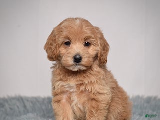 Mini Goldendoodle dogs Ms. Robinne - Ad 10
