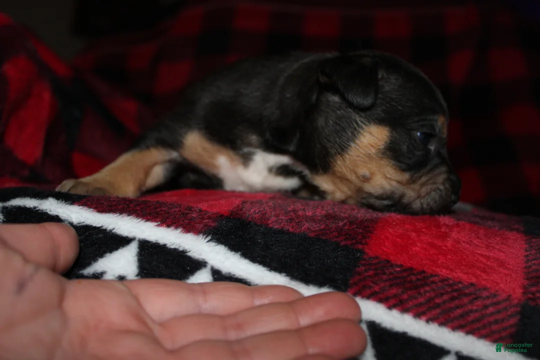 American Bully dogs for sale: Tj - Ad 4