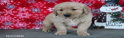 Golden Retriever dogs for sale: Buffy - Ad 2