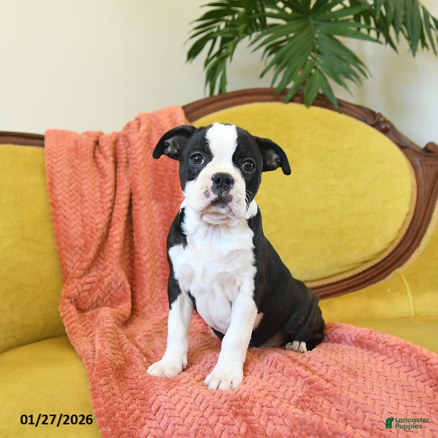 Boston Terrier dogs Jingles - Ad 7