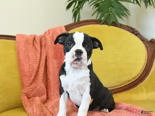 Boston Terrier dogs Jingles - Ad 12