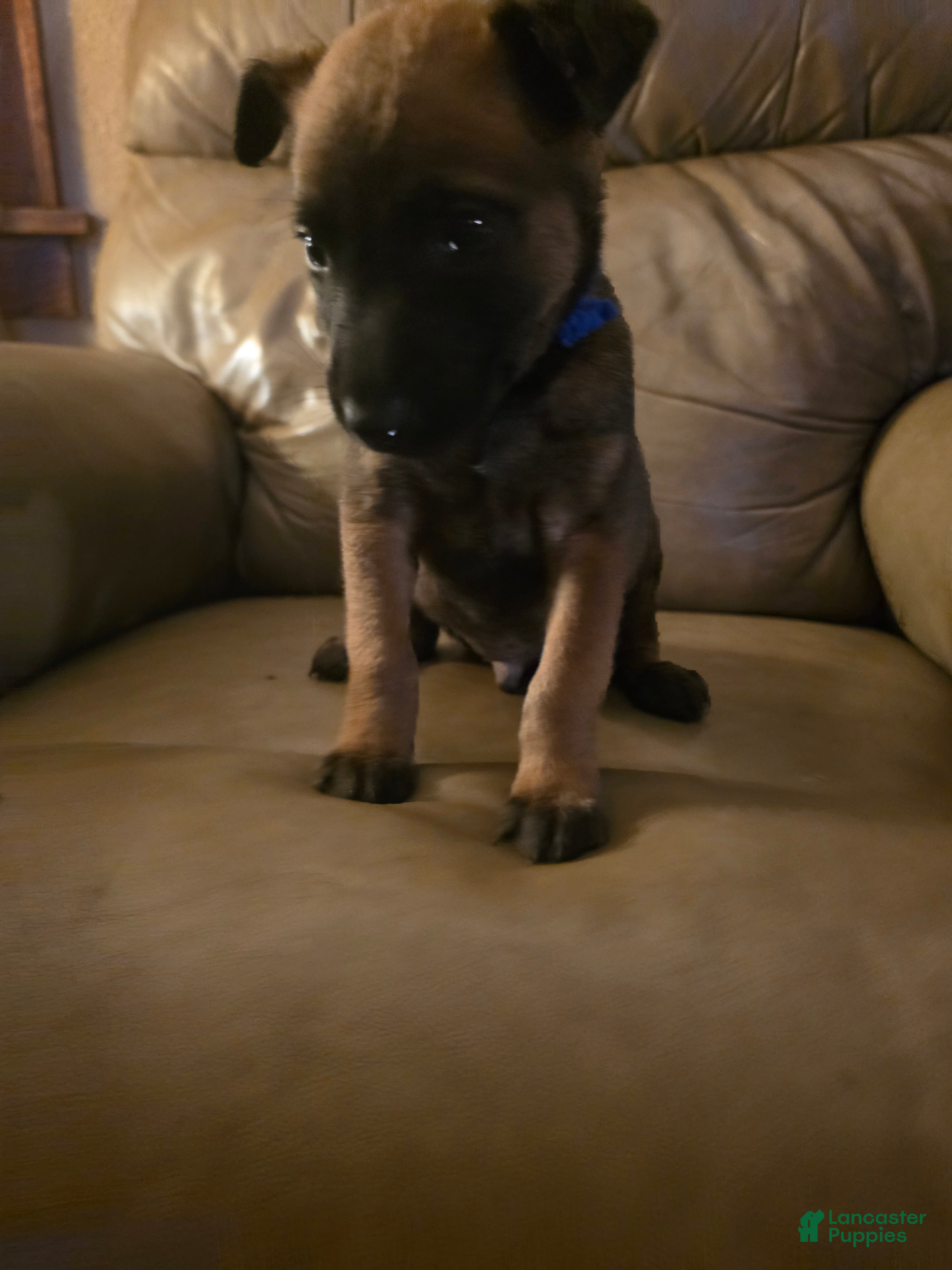 Belgian Malinois dogs Belgian Malinois 7 (blue) - Ad 3