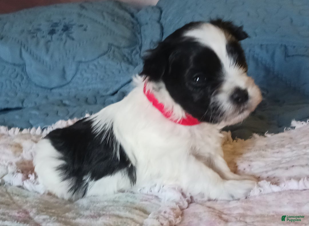 Miniature Schnauzer dogs for sale: Mia's Lavender Ribbon Girl  - Ad 2