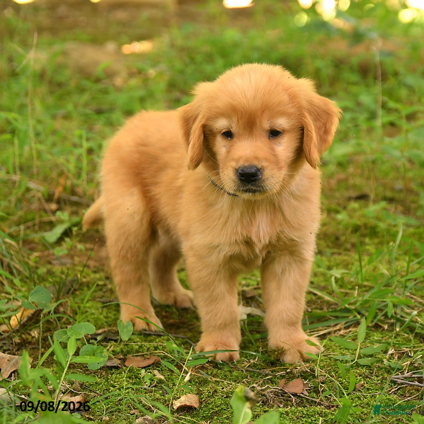 Golden Retriever dogs Dalton - Ad 1