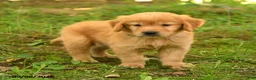 Golden Retriever dogs for sale: Dalton - Ad 1