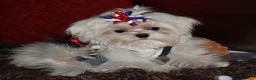 Maltese dogs for sale: Maci - Ad 5