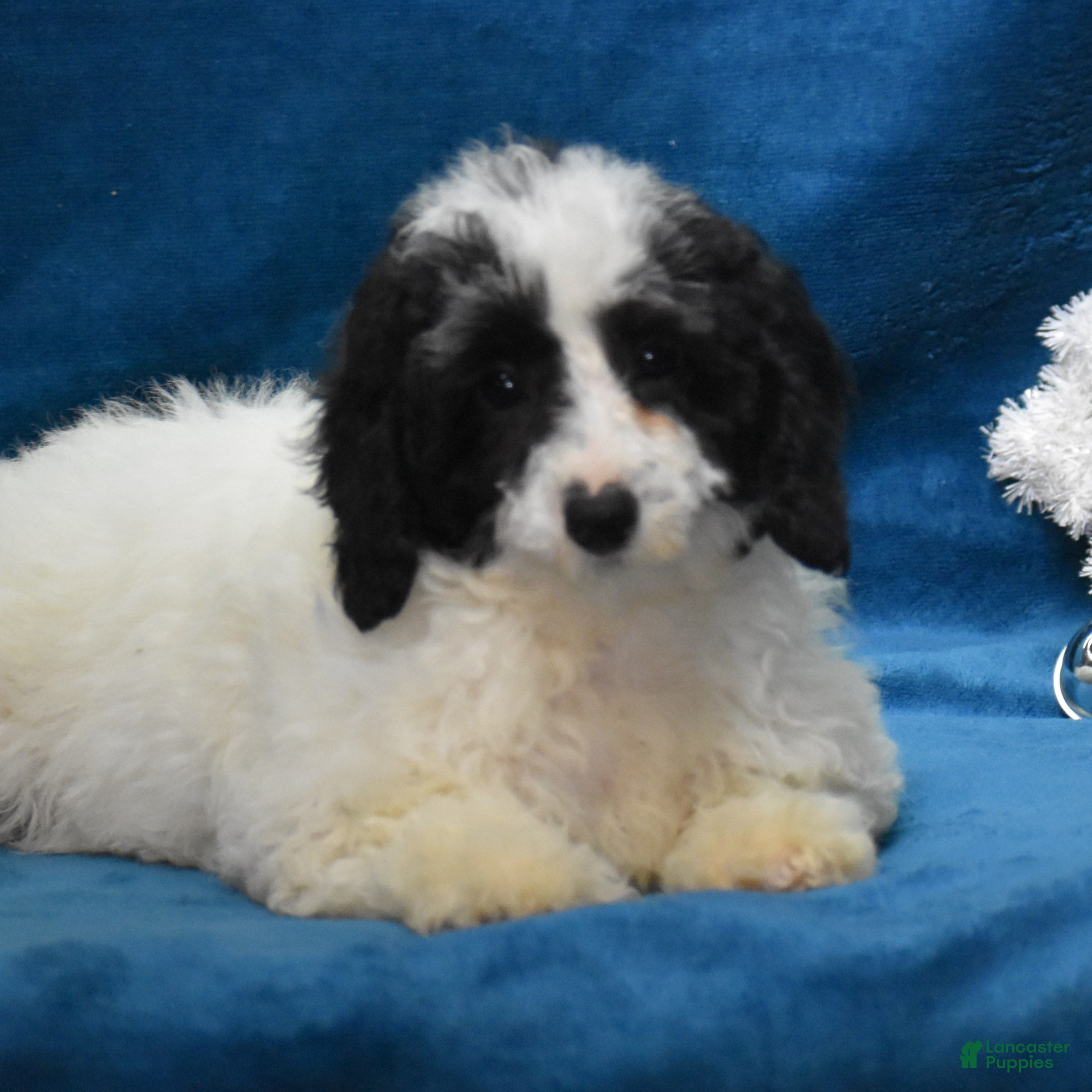 Miniature Poodle dogs Zanna - Ad 3