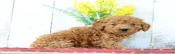 Mini Goldendoodle dogs for sale: Kelsey - Ad 5