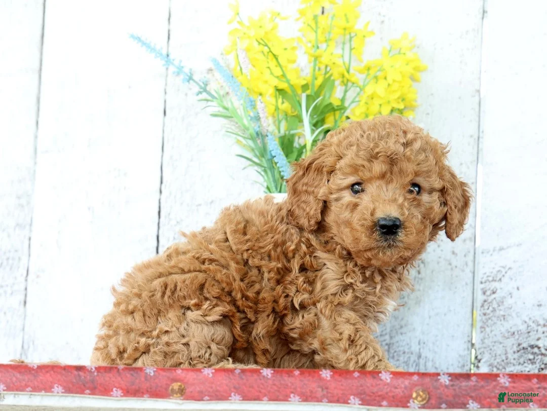 Mini Goldendoodle dogs for sale: Kelsey - Ad 5