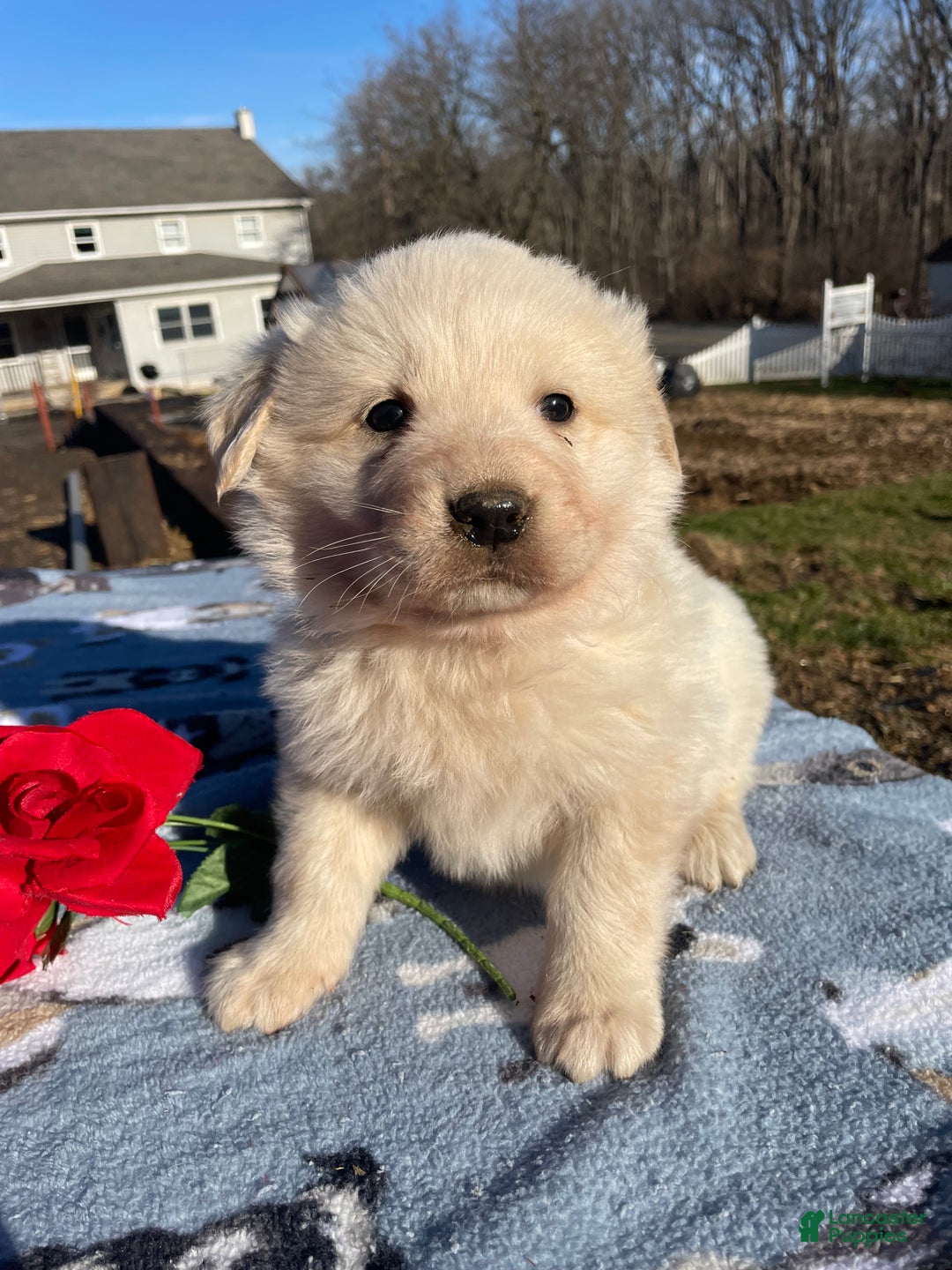 Great Pyrenees dogs for sale: Fuzzy - Ad 3