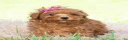 Maltipoo dogs for sale: summer - Ad 3
