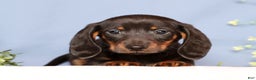 Miniature Dachshund dogs for sale: Phillip - Ad 8