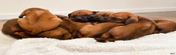 Rhodesian Ridgeback dogs for sale: Rhodesian Ridgeback Puppy 4 - Ad 12