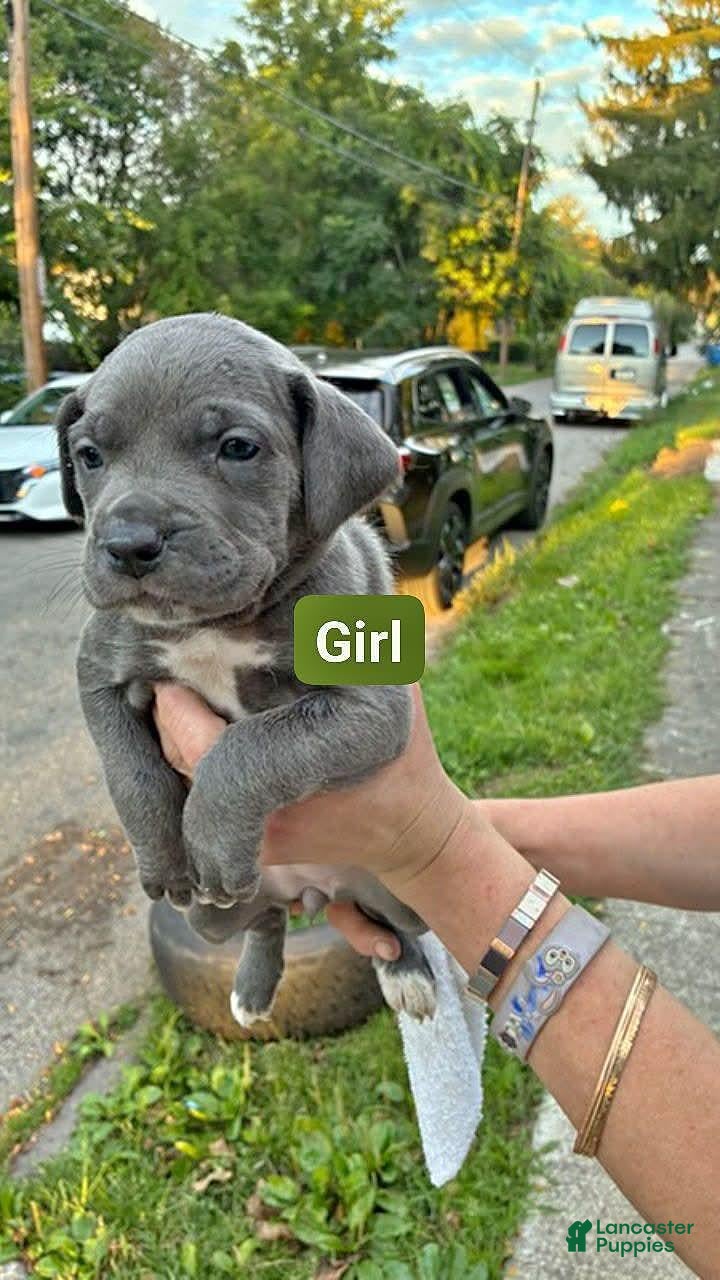 Cane Corso dogs for sale: Cane Corso 4 - Ad 13