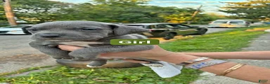 Cane Corso 4