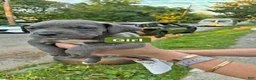 Cane Corso dogs for sale: Cane Corso 4 - Ad 1