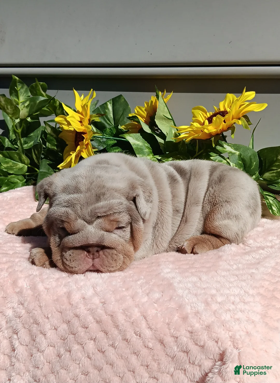 English Bulldog dogs for sale: Taffy - Ad 4