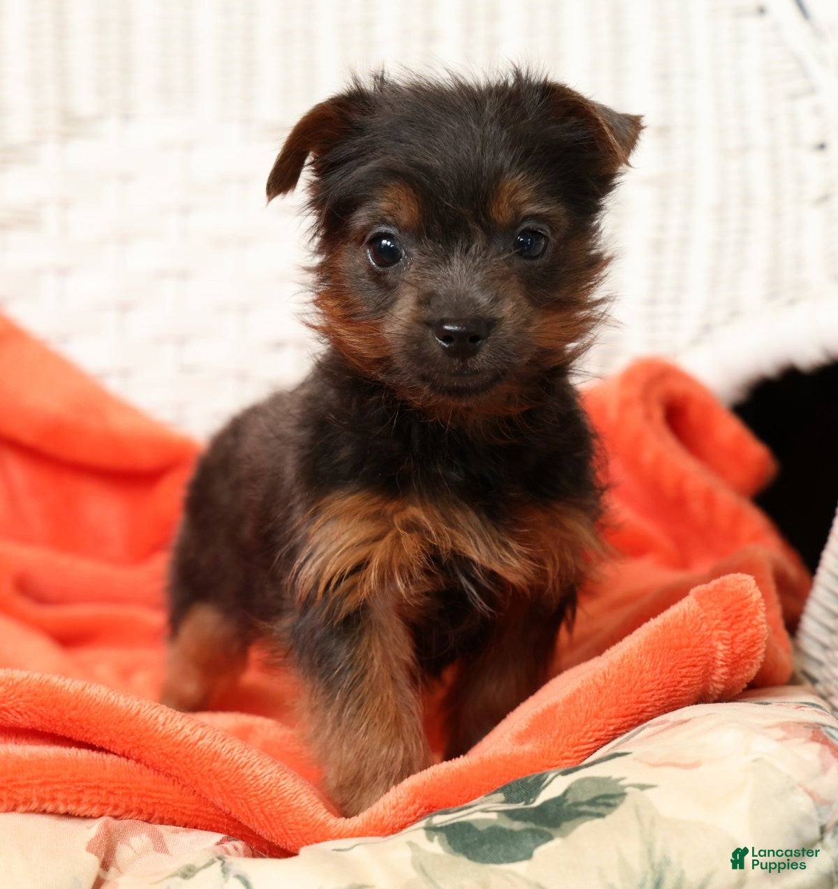 Yorkshire Terrier dogs for sale: Riley - Ad 1
