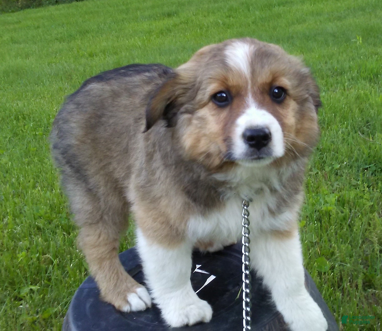 Mixed Breed dogs Toby - Ad 2