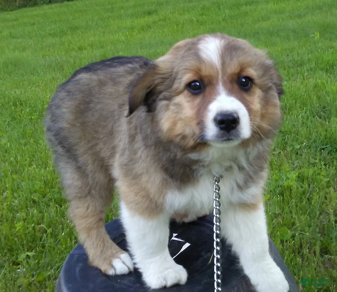 Mixed Breed dogs for sale: Toby - Ad 2