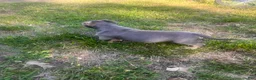 American Bully dogs for sale: Dozer - Ad 3