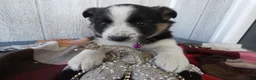 Australian Cattle Dog dogs for sale: Australian Cattle Dog 6 Sahara - Ad 5