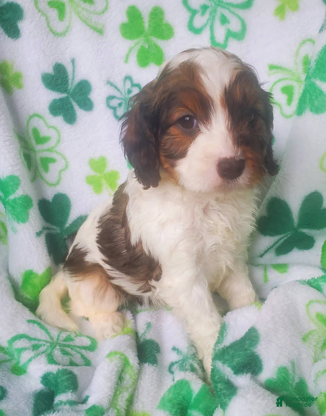 Cavapoo dogs for sale: Silas - Ad 1