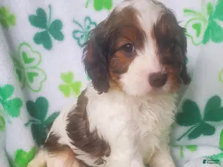 Cavapoo dogs for sale: Silas - Ad 2