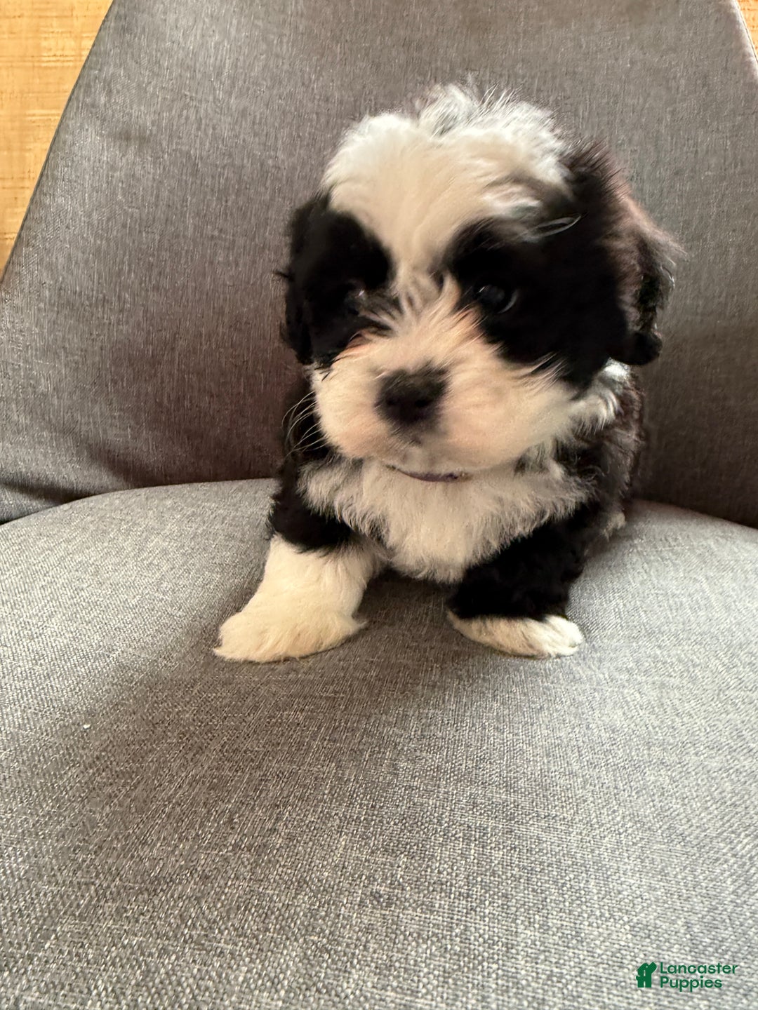 Teddy Bear dogs for sale: Stella - Ad 6