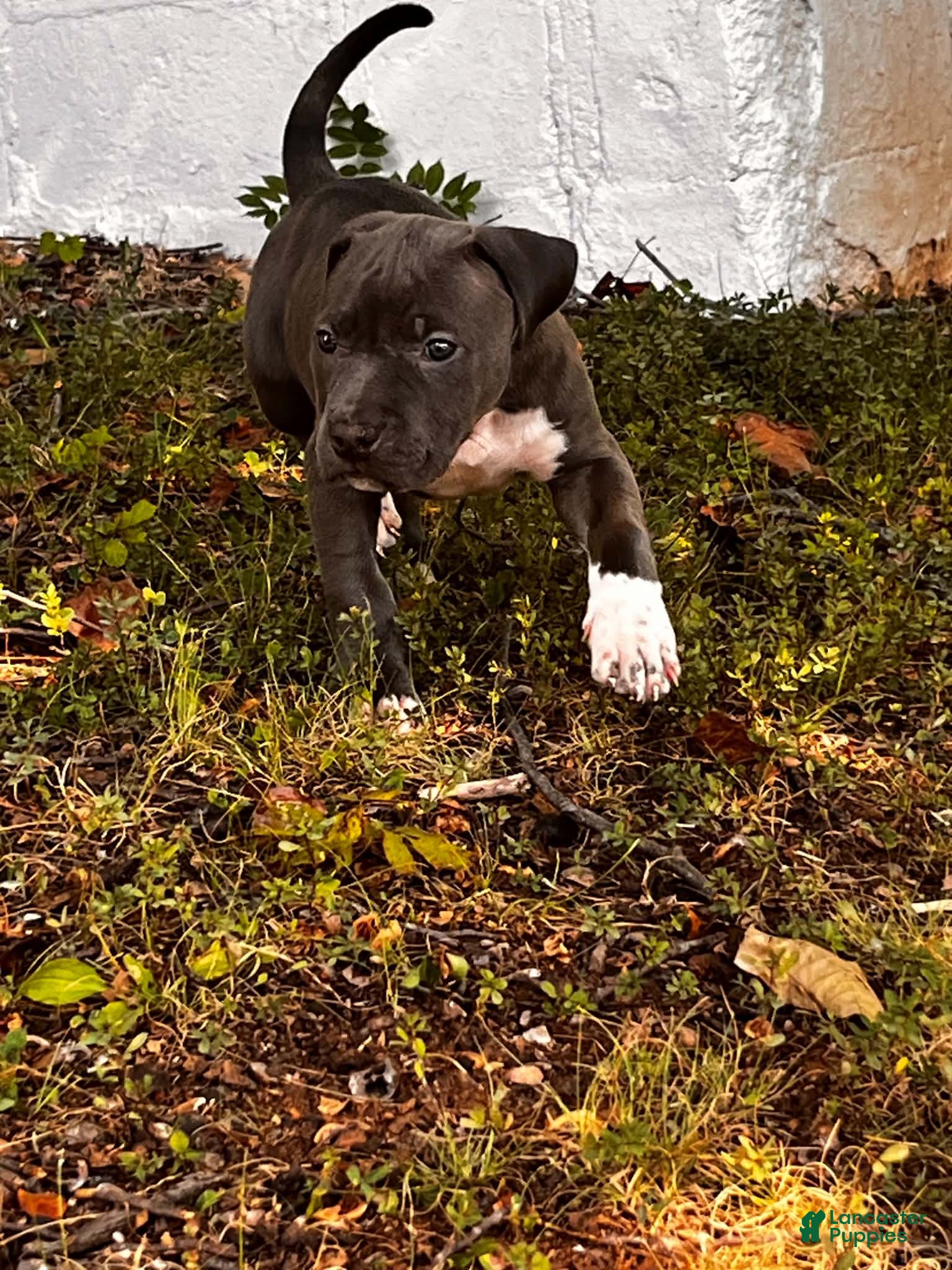 American Bully dogs American Bully 2 - Ad 2