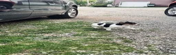 Toy Fox Terrier dogs for sale: Foxy - Ad 2