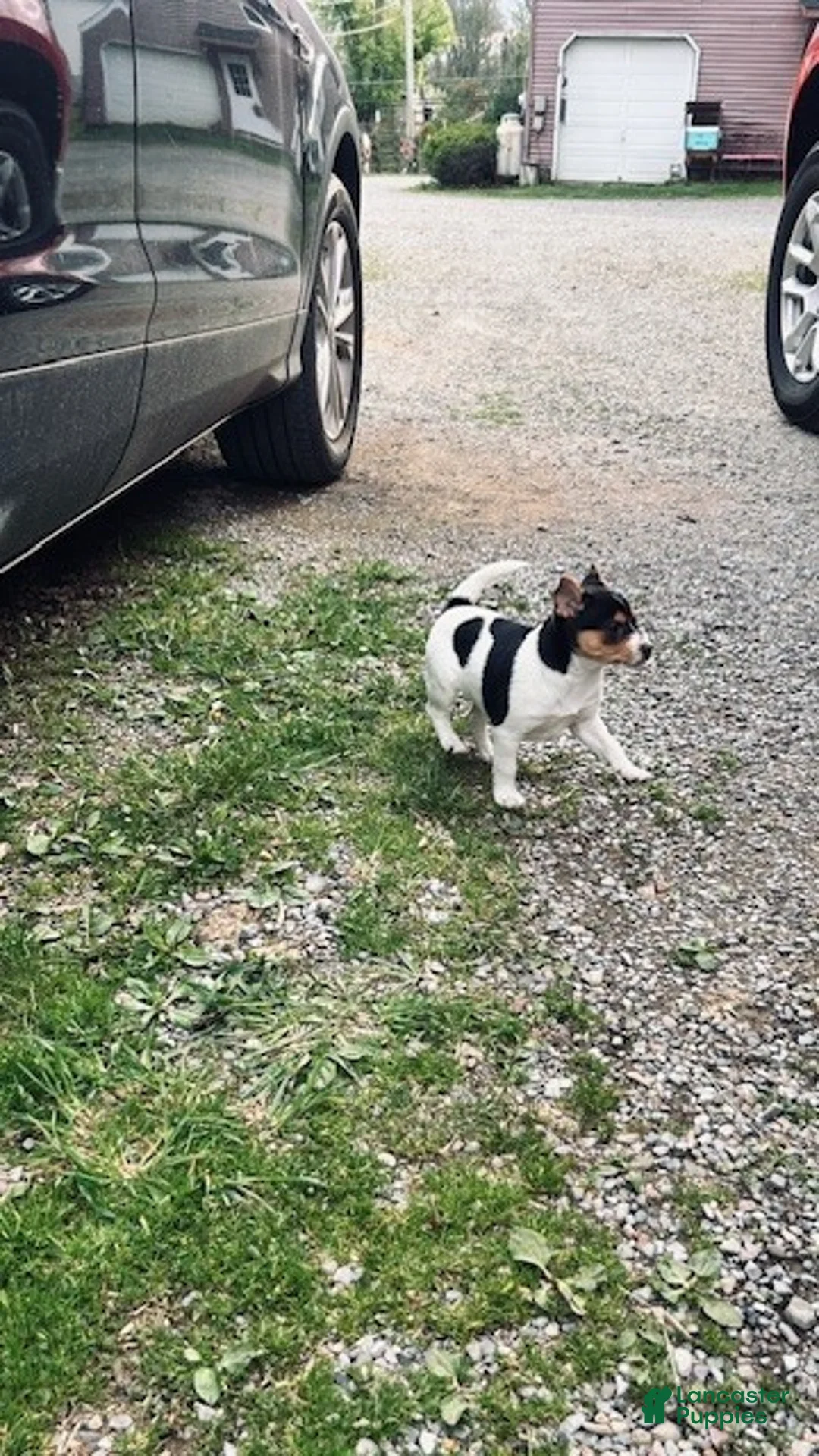 Toy Fox Terrier dogs for sale: Foxy - Ad 2