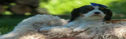 Cavalier King Charles Spaniel dogs for sale: Dotsn 🐾 - Ad 4