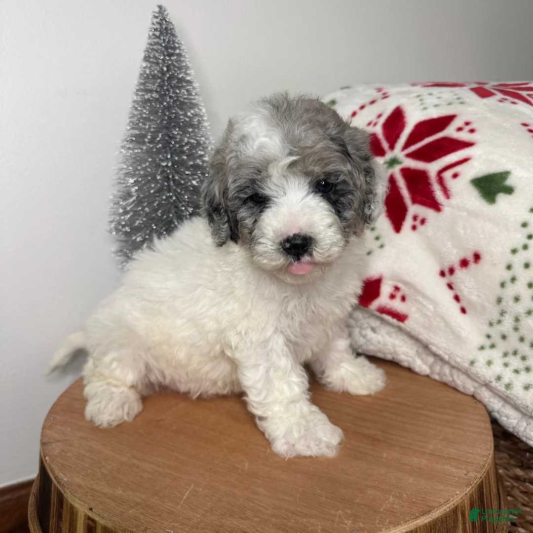 Cavapoo dogs for sale: Blizzard - Ad 2