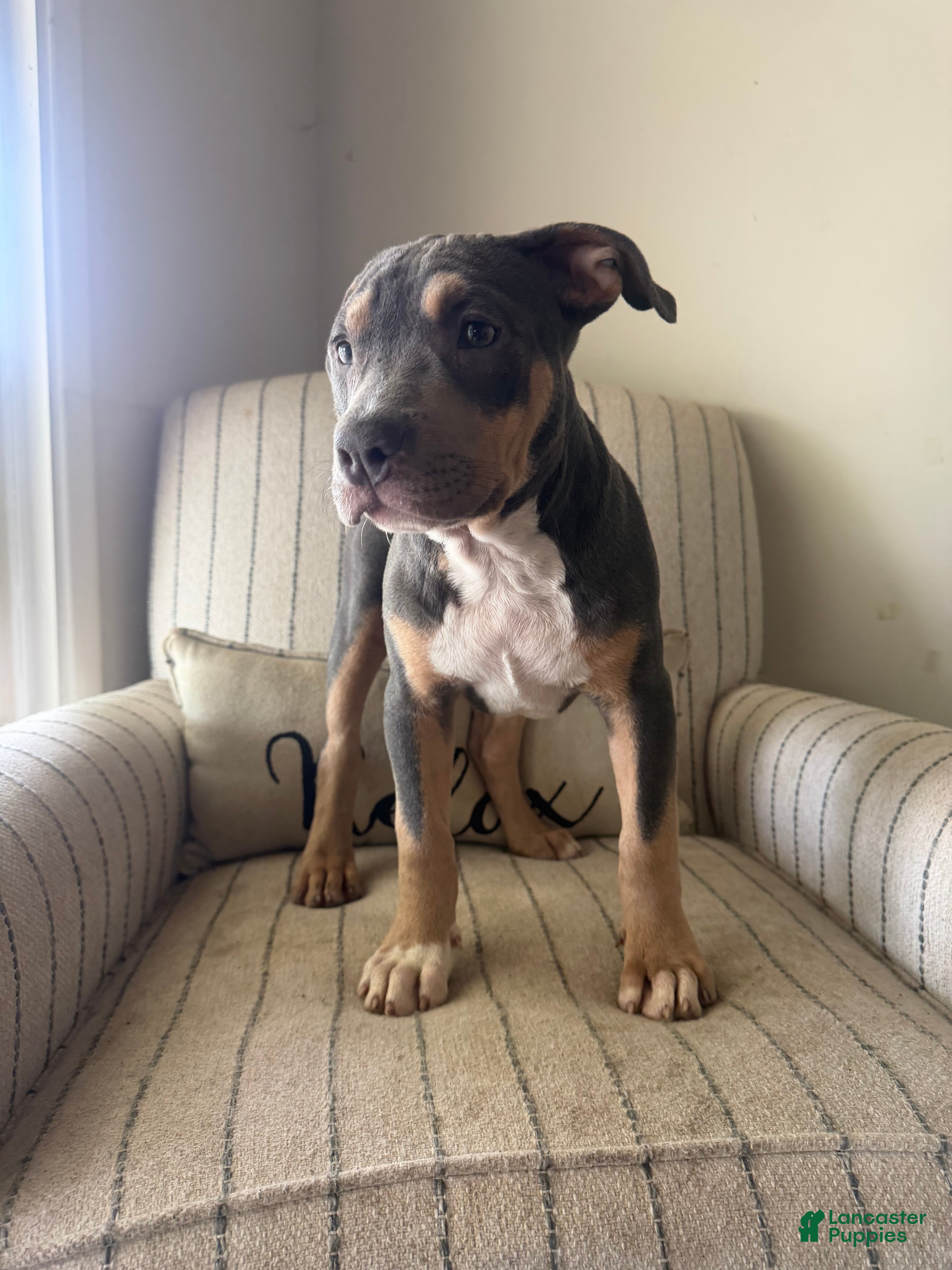 American Bully dogs Ari - Ad 1