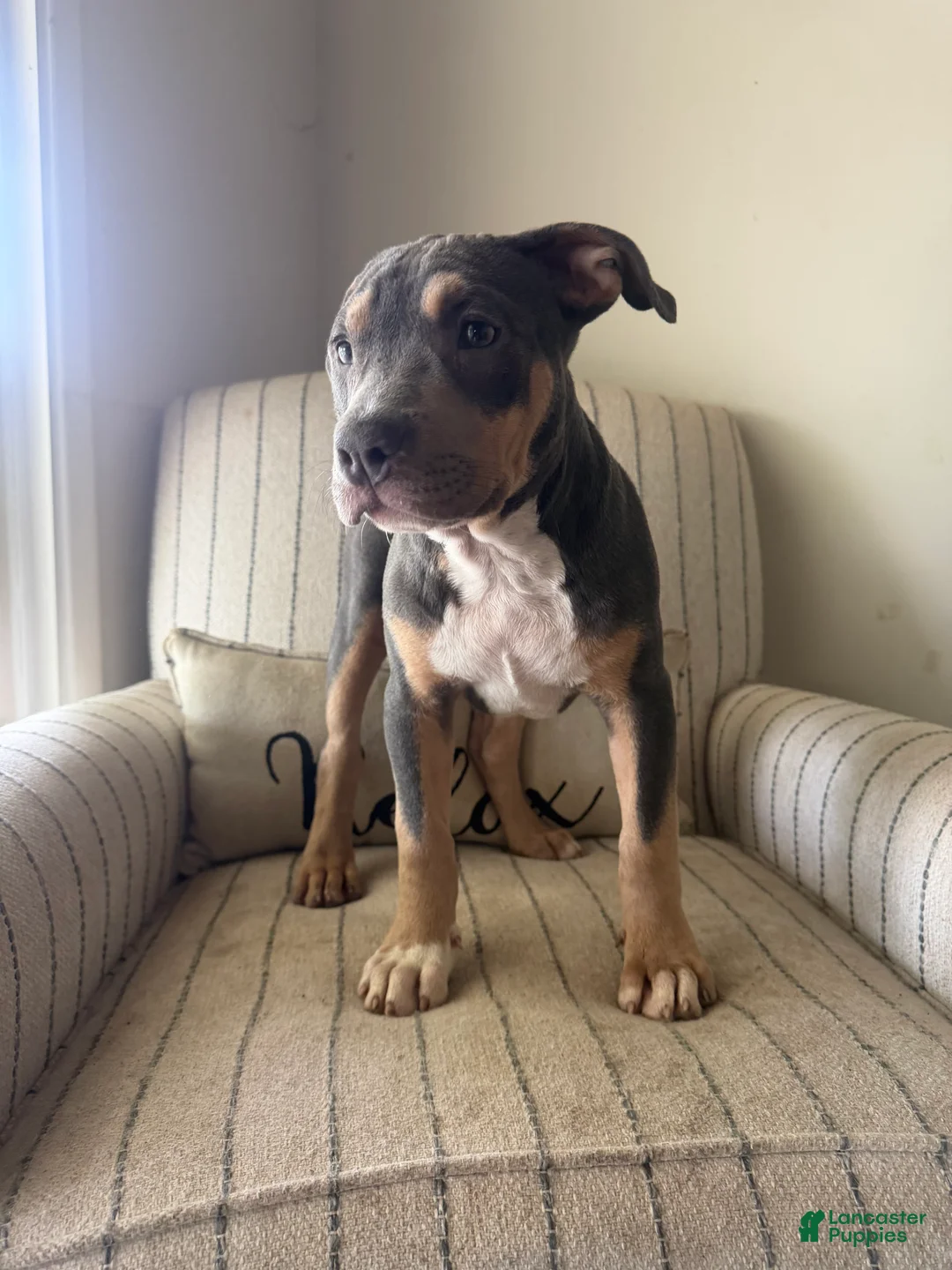 American Bully dogs for sale: Ari - Ad 1