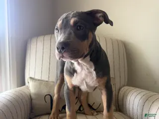 American Bully dogs for sale: Ari - Ad 4