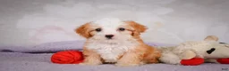 Mini Bernedoodle dogs for sale: Marcy - Ad 9