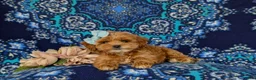 Cockapoo dogs for sale: Francesca 9 lbs Full Grown - Ad 6