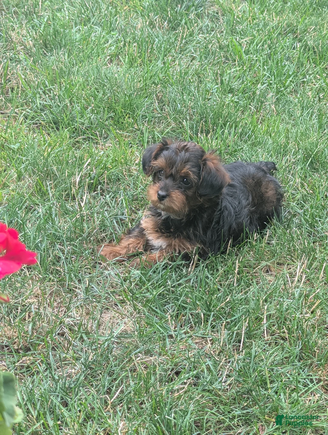 Yorkiepoo dogs for sale: Juniper - Ad 1