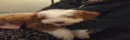 Mini Bernedoodle dogs for sale: EMMA - FEMALE Mini Bernedoodle 2 - Ad 7