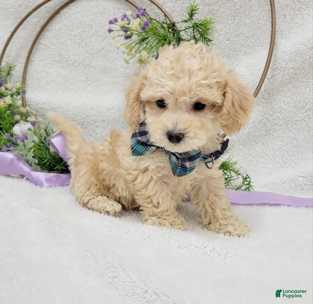 Maltipoo dogs for sale: Biscuit  - Ad 3