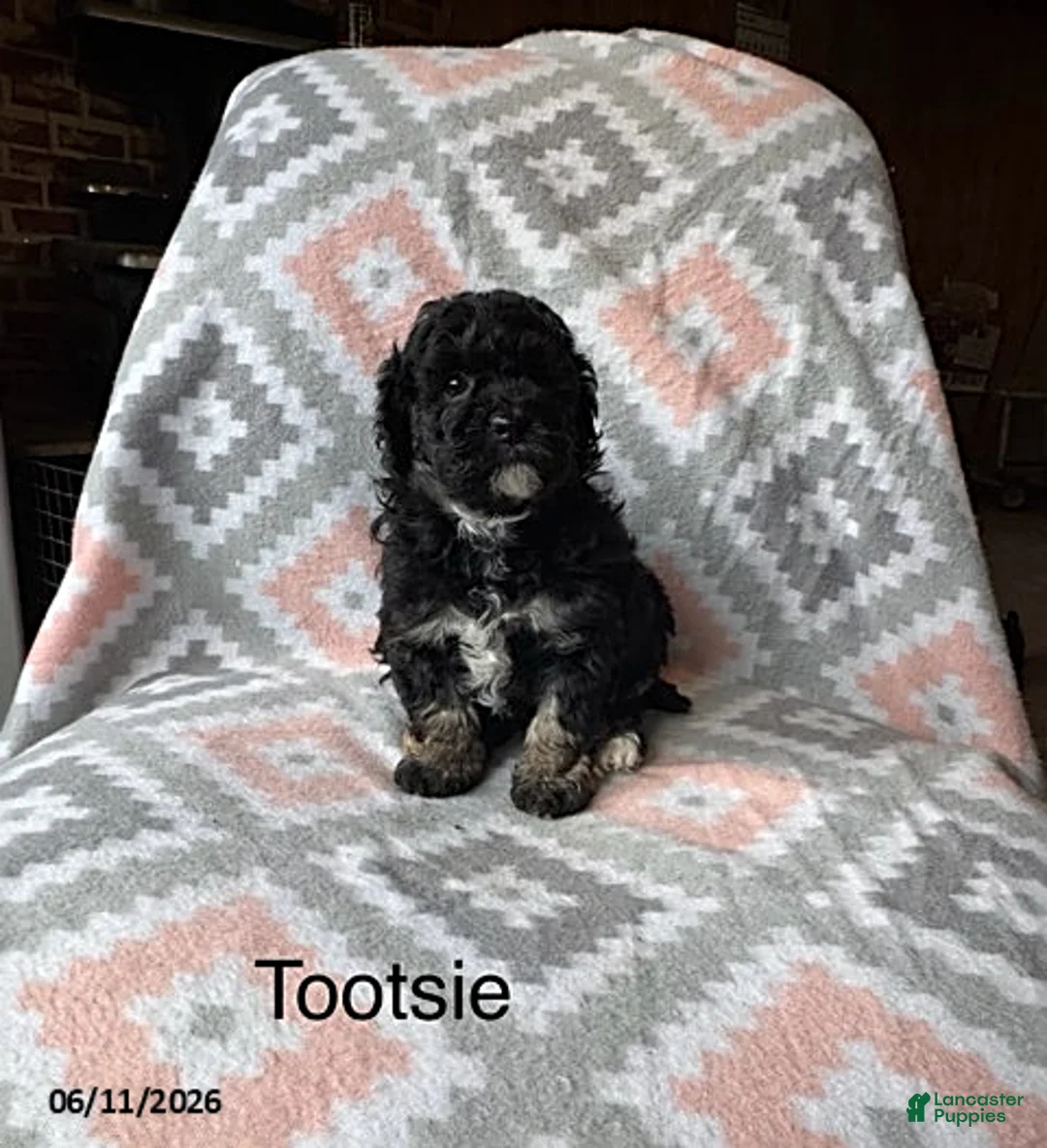 Eskipoo dogs for sale: Tootsie - Ad 1