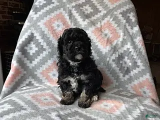 Eskipoo dogs for sale: Tootsie - Ad 2